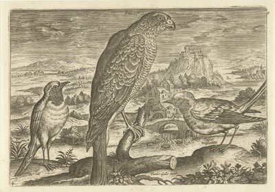 Quelques oiseaux dans un paysage - Adriaen Collaert