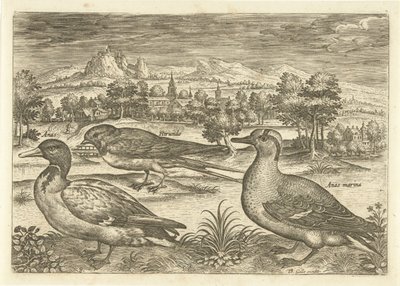 Quelques oiseaux dans un paysage (Avivm vivae) - Adriaen Collaert