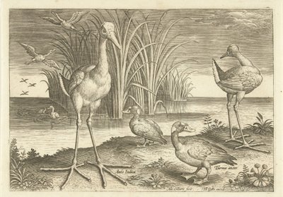 Quelques oiseaux aquatiques au bord de l