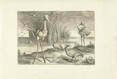 Enkele watervogels aan een oever - Adriaen Collaert