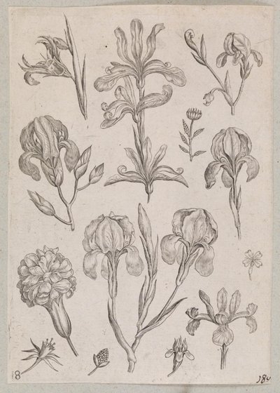 Iris - Adriaen Collaert