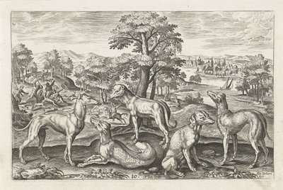 Chiens de chasse - Adriaen Collaert