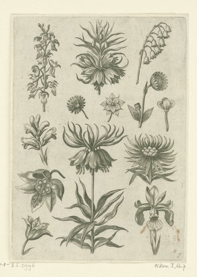 Couronne impériale, orchidée et muguet - Adriaen Collaert