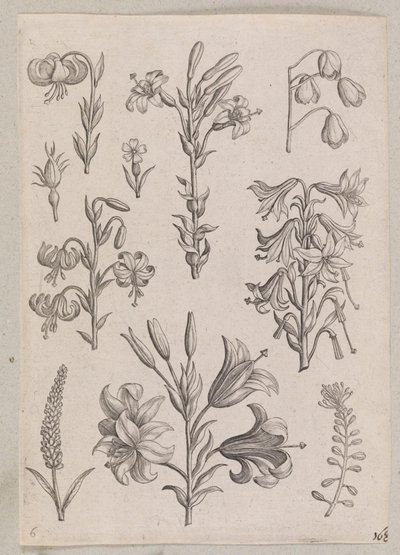 Lys - Adriaen Collaert