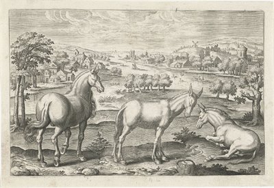 Cheval et ânes. Animalivm Qvaddrvpedvm - Adriaen Collaert