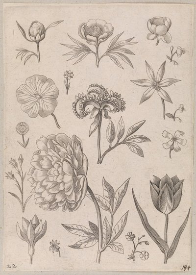 Pivoine - Adriaen Collaert