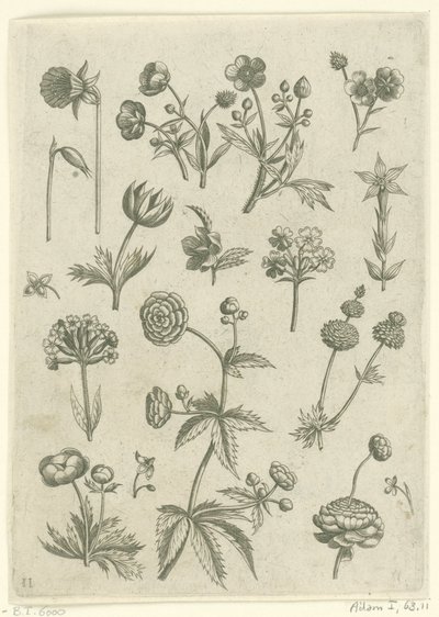 Renoncules, primevères et boutons d