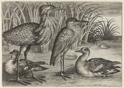  - Adriaen Collaert