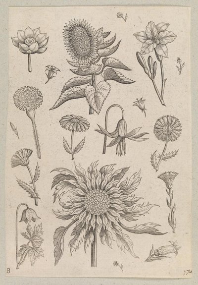 Deux tournesols - Adriaen Collaert