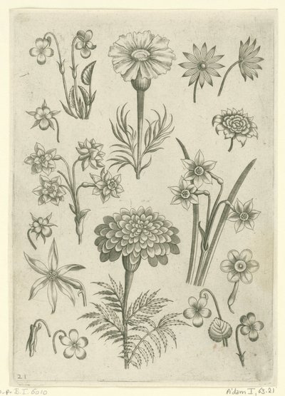Différentes fleurs, violettes et narcisses - Adriaen Collaert