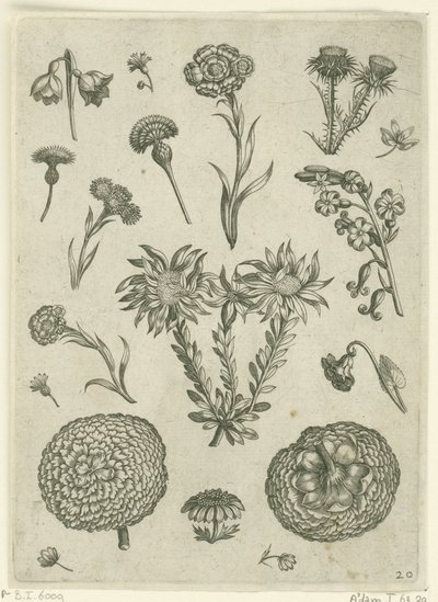 Différentes fleurs, y compris le chrysanthème et le chardon - Adriaen Collaert