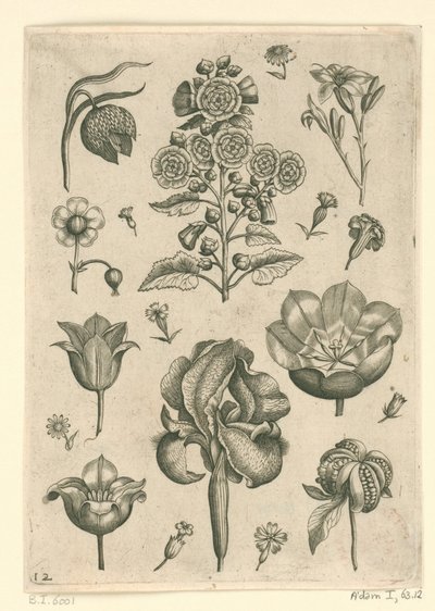 Diverses fleurs dont iris et violette - Adriaen Collaert