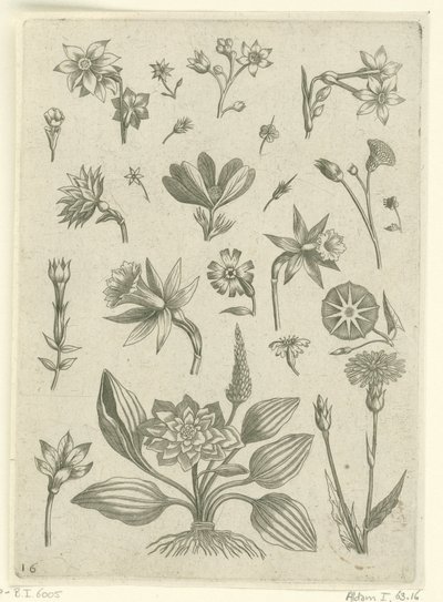 Différentes fleurs, y compris des jonquilles trompettes - Adriaen Collaert