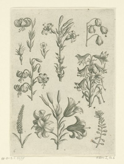 Quatre grandes lys et quelques petites fleurs - Adriaen Collaert