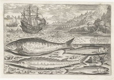 Quatre poissons sur la plage
Piscivm vivae icones (série) - Adriaen Collaert