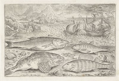 Quatre poissons sur la plage
Piscivm vivae icones (série) - Adriaen Collaert
