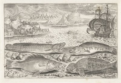 Quatre poissons sur la plage - Adriaen Collaert