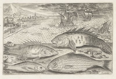 Quatre poissons sur la plage - Adriaen Collaert