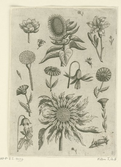 Tournesol et autres fleurs - Adriaen Collaert
