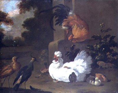 Un Ruft, une vanneau et des poulets près d