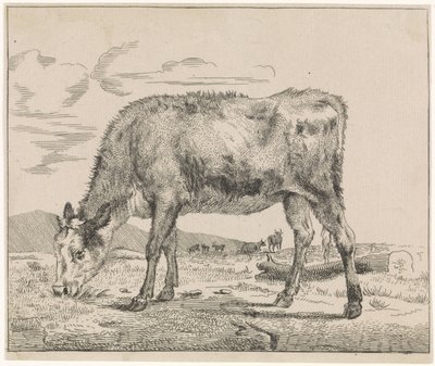 Veau broutant (Vee) - Adriaen van de Velde