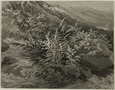 Coin du pré avec des roseaux et d