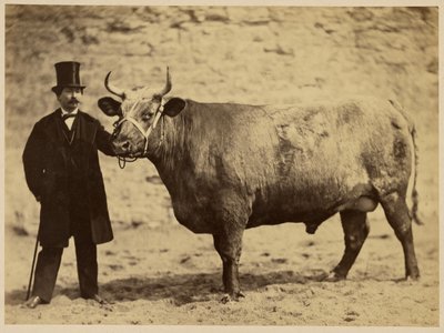 Bœuf Durham Charolais - Adrien Alban Tournachon