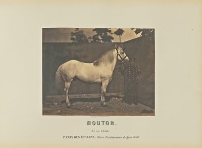 Mouton - Adrien Alban Tournachon