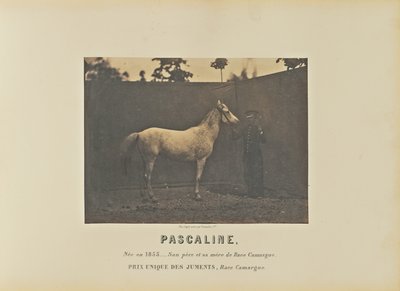 Pascaline - Adrien Alban Tournachon
