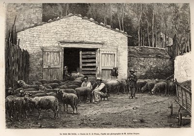 Le commerce des moutons, tout le personnel de la ferme était employé à cette tâche, garçon, serviteur, sous la supervision du berger, gravure d