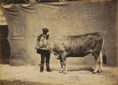 Vache Garonnaise, âgée de 5 à 6 ans - Adrien Tournachon