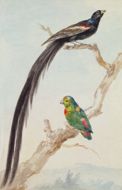 Un veuve à longue queue et un perroquet suspendu à couronne bleue, 1783 - Aert Schouman