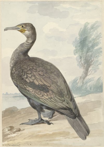 Cormoran - Aert Schouman