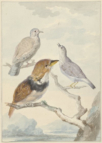 Trois oiseaux, deux colombes Incas et un coucou à collier - Aert Schouman