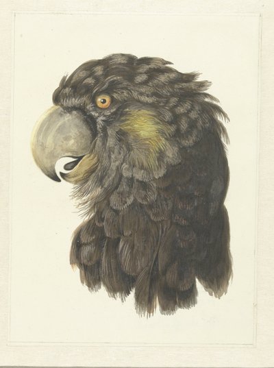 Tête de cacatoès Tête de perroquet - Aert Schouman