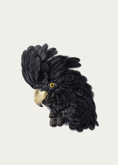 Tête de cacatoès - Aert Schouman