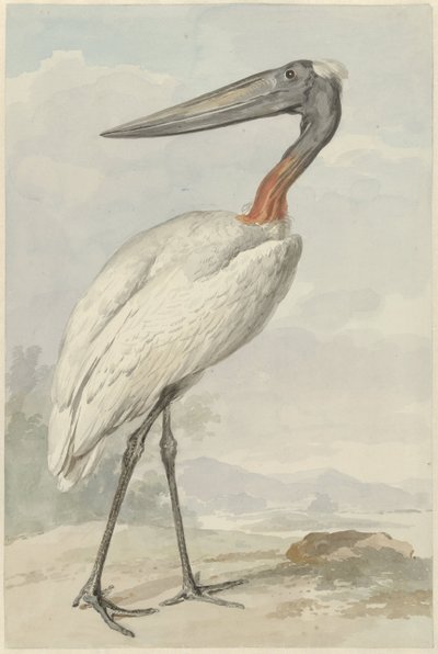 Jabiru (Jabiru mycteria) - Aert Schouman