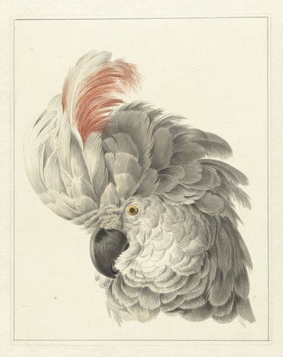 Tête de cacatoès - Aert Schouman
