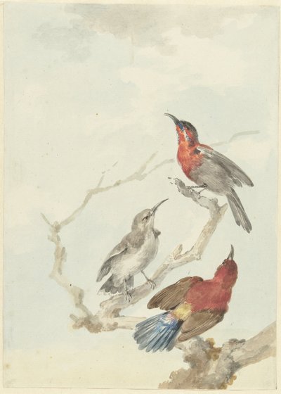 Trois Souimangas cramoisis - Aert Schouman