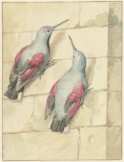 Deux grimpereaux, bleu et violet, sur un mur - Aert Schouman