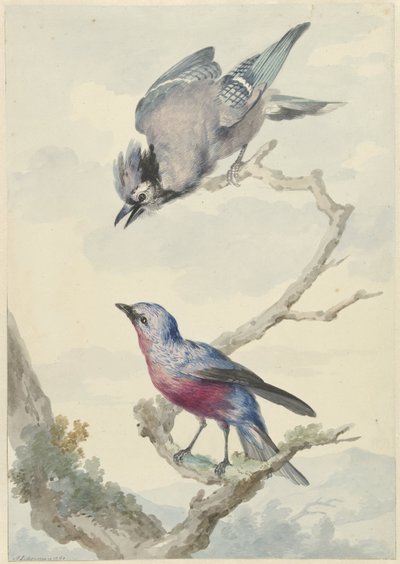 Deux oiseaux : un geai bleu et un cotinga à poitrine pourpre - Aert Schouman