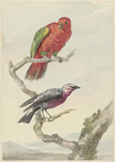 Deux oiseaux, dont un perroquet rouge et vert - Aert Schouman