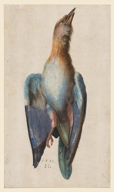 Rollier Bleu Mort - After Albrecht Dürer