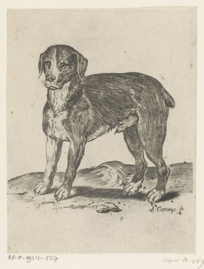 Chien debout - Agostino Carracci