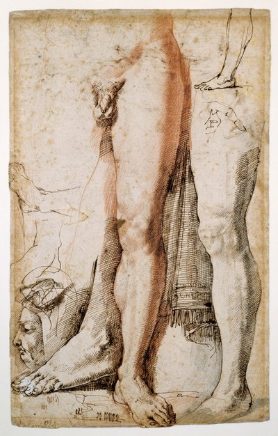 Études de la jambe gauche d