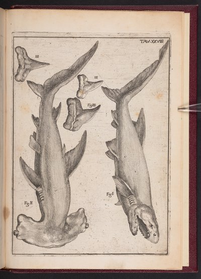 "Poisson vache", "Poisson béquille", "Dents du poisson béquille", de "Vaine spéculation désillusionnée par les sens. Lettre réactive sur les corps marins pétrifiés que l