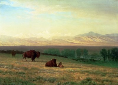 Buffles sur les plaines, c.1890 - Albert Bierstadt