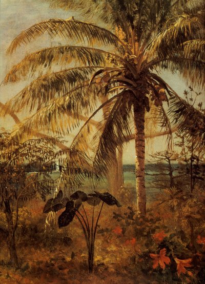 Palmier, Nassau, 1892 - Albert Bierstadt