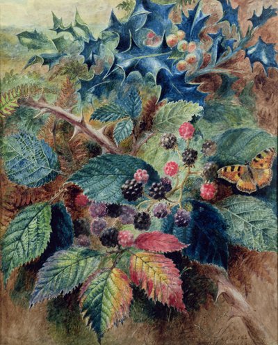 Mûres et houx avec un papillon - Albert Durer Lucas