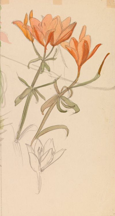 Orange Lilien - Albert Edelfelt